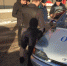 В Иркутске задержали подозреваемых в автоподставах, действовавших на парковке ТРЦ - Сибирские новости