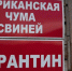 Карантинная зона создана под Иркутском в связи с африканской чумой свиней - FlashSiberia