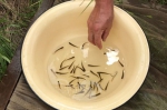 Сотни тысяч мальков ценных рыб пополняют реки Сибири и Дальнего Востока.