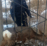 В Братске полицейские помогли спасти застрявшую в заборе косулю - ИА Байкал Инфо