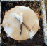 Tribal-1215118_640_thumb_main - Sibnovosti.ru