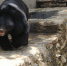 Black-bear-2434562_640_thumb_main - Sibnovosti.ru
