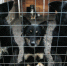 909662049_thumb_main - Sibnovosti.ru
