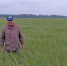 В Тулунском районе прошла традиционная приемка посевов - Министерство сельского хозяйства