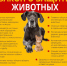 Закон о защите животных - Справедливая Россия