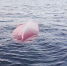 Лодка перевернулась, но спасла жизнь человеку и собаке. Мужчина вместе с питомцем провел целые сутки на опрокинутом суденышке и дождался помощи. - Газета СМ Номер один