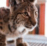 siberian_zoo - Комсомольская правда