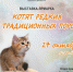 "ЯрМУРка котят" пройдет в Иркутском краеведческом музее - Сибирские новости
