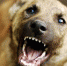 _______thumb_main - Sibnovosti.ru