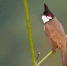 Bird_thumb_main - Sibnovosti.ru