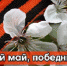 Акция #ПобедныйМай стартовала в школе поселка Алексеевск Киренского района при содействии Ирины Синцовой - Законодательное Собрание