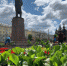 Около 116 тысяч цветов высадят на городских клумбах в Ангарске в 2020 году - ИА Байкал Инфо