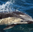 Dolphin_thumb_main - Sibnovosti.ru