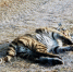 Tiger_thumb_main - Sibnovosti.ru