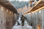 Собачье дело