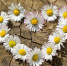 Фото: https://pixabay.com/ru - Nts-Tv.Ru
