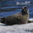 0001_thumb_main - Sibnovosti.ru