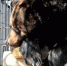 2471584.jpeg - IrkutskMedia.Ru