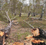 Спилено 15 берез. Фото Дарьи Иванцовой - Irk.Ru