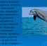 Волшебный мир китов и дельфинов - ЦБС г. Иркутска