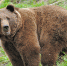 Medved_d_850_thumb_main - Sibnovosti.ru