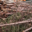 ____thumb_main - Sibnovosti.ru