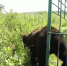 ____thumb_main - Sibnovosti.ru