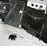 На Байкальском тракте вновь видели медведя! - АИСТ ТВ