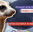 Сурикат Солнышко из Иркутского Зоосада предсказывает результаты олимпийских матчей - ИА ИркСиб
