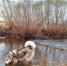 vesna les river dog nia - НИА Байкал