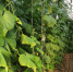 5 июня: почему появление множества оводов в день Левона считалось хорошим знаком - IrkutskMedia.Ru