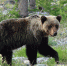 22-06-18-bbt-bear - Заповедное Прибайкалье