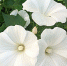 leto flowers white niab - НИА Байкал