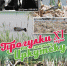 «Прогулки по старому Иркутску» приглашаю на Ново-Ленинские болота - Сибирские новости