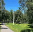 Роща на Синюшиной горе. Фото пресс-службы администрации Иркутска - Irk.Ru