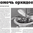 Как помочь орхидее - Газета Копейка