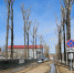 Почти 280 деревьев и кустарников планируют высадить в городке ИВАТУ и вдоль улицы Советской в Иркутске - ИА Альтаир