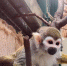 В "Роевом ручье" показали детенышей южноамериканских обезьян саймири - Baikal24.Ru