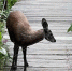 Кабарга пришла в природный парк Шумак - Baikal24.Ru