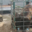 Питомник К-9 выпустил в дикую природу троих медвежат - Weacom.Ru