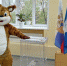 Голосующую «белку» засняли на избирательном участке в Лесогорске - ИА ИркСиб