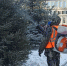 В парках и скверах Иркутска обрабатывают хвойные деревья - Weacom.Ru