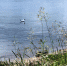 Вода в восьми посещаемых местах Иркутска, Иркутского и Ольхонского района не пригодна для купания. Рассказываем, где - Rayon.Irk.Today