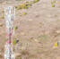МегаФон расширил территорию с устойчивым 4G-покрытием в Братске - Сибирские новости