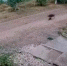 В Киренске медвежонок вышел к людям - ИА Альтаир