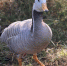 24-09-02-goose - Заповедное Прибайкалье