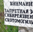 Скотомогильник с сибирской язвой обнаружили без санитарно-защитной зоны - IrkutskMedia.Ru