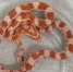 Змея. Фото из телеграм-канала МВ38 - Irk.Ru
