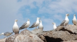 24-10-03-birds-2