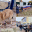 Митинг против умерщвления животных - Газета СМ Номер один